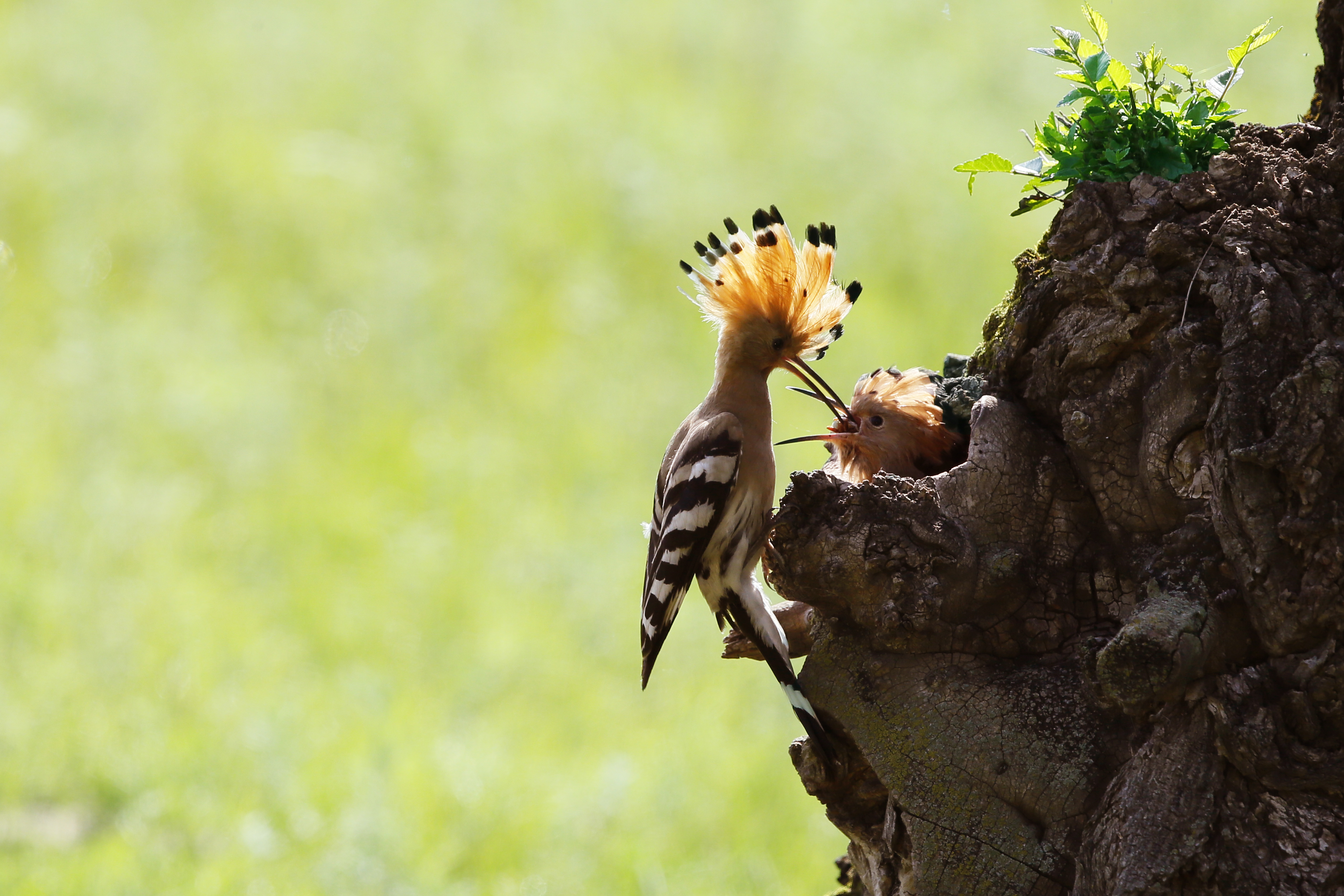 6932f5f25a248.jpg 6932f5f25a248.jpg