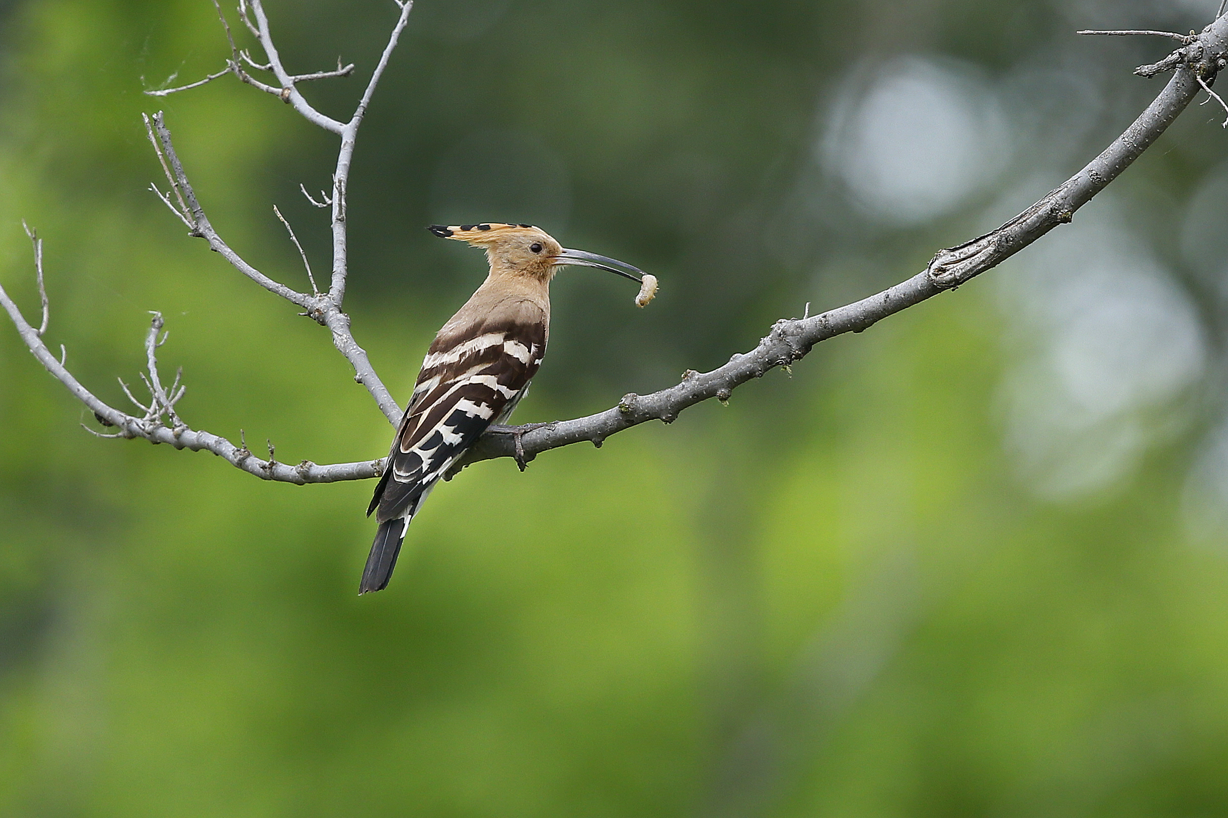 6932f61e8180a.jpg 6932f61e8180a.jpg