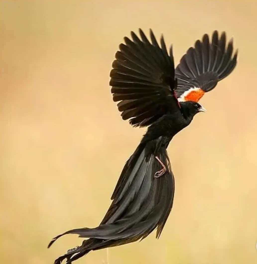 693aa608cda7b.jpg 693aa608cda7b.jpg