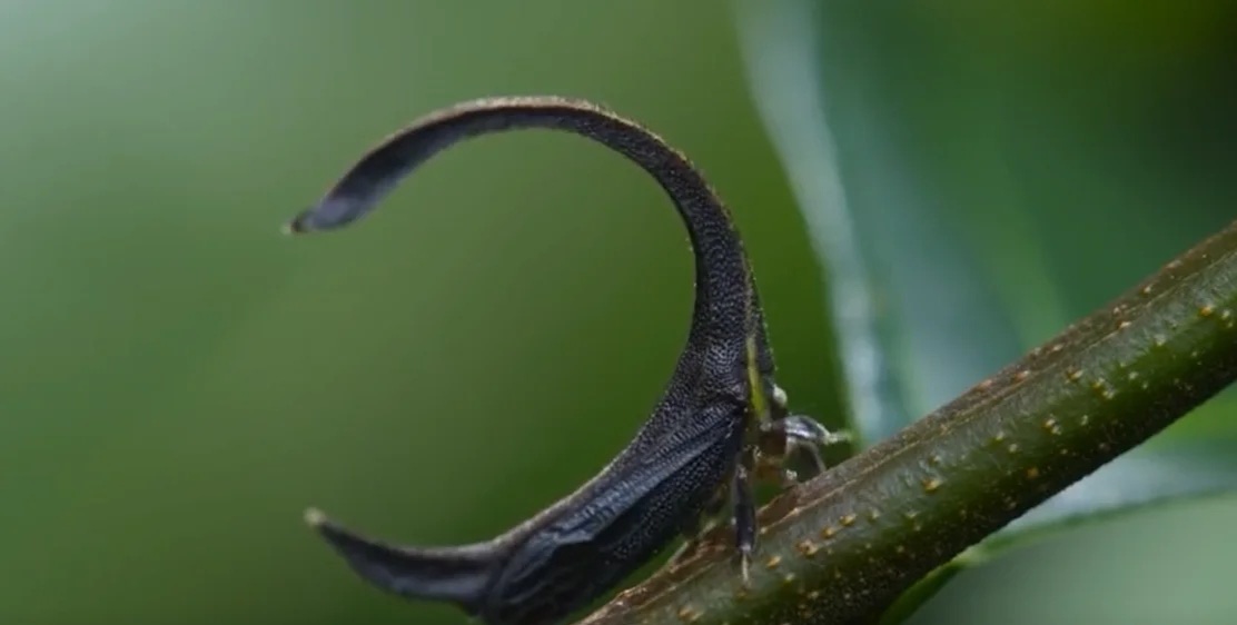 694d2a3477d76.jpg 694d2a3477d76.jpg