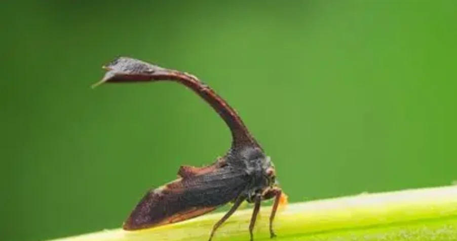 694d2a61e339d.jpg 694d2a61e339d.jpg