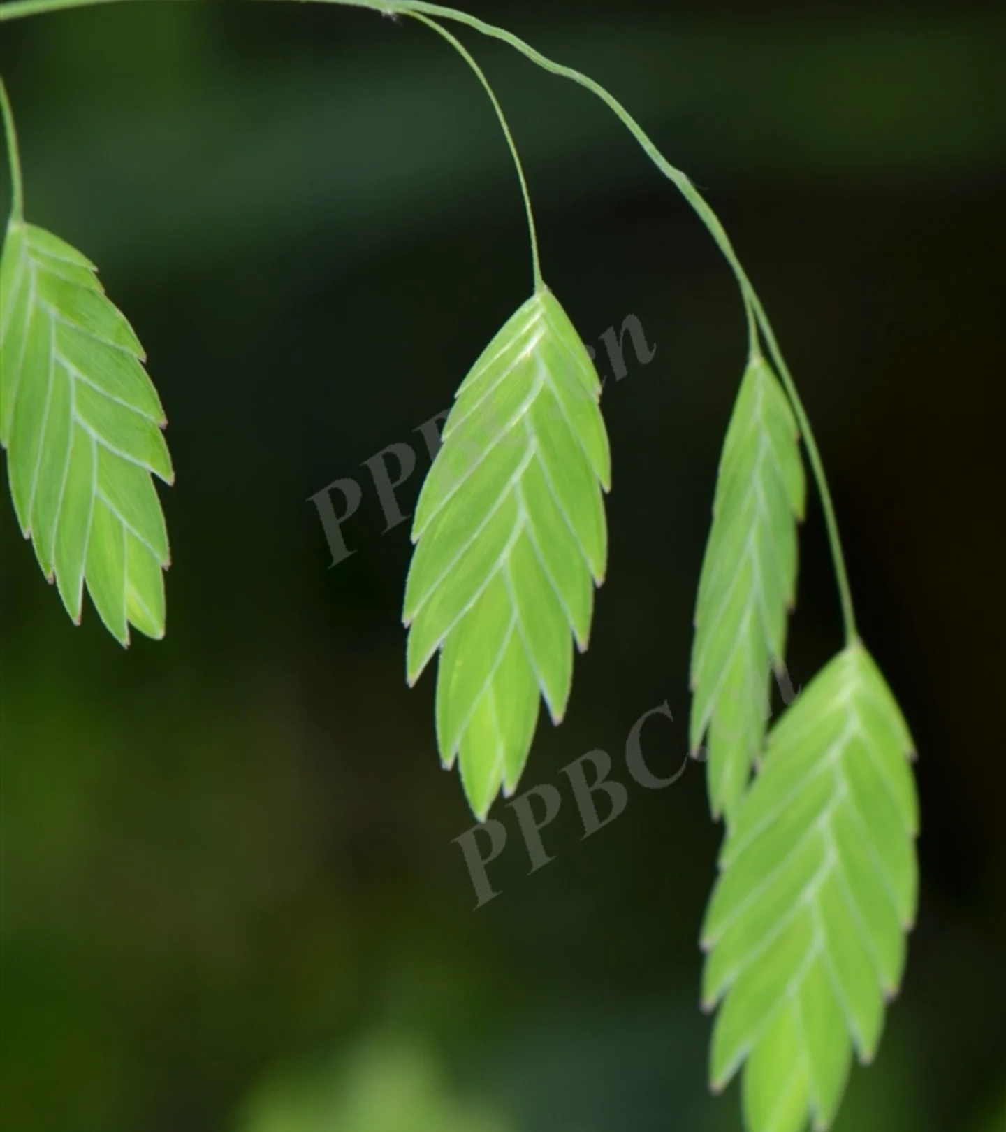 69514be94ad21.jpg 69514be94ad21.jpg