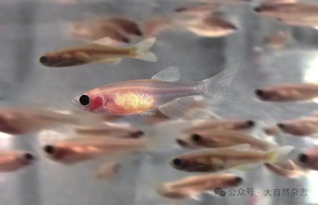 696a3336cb9ce.jpg 696a3336cb9ce.jpg