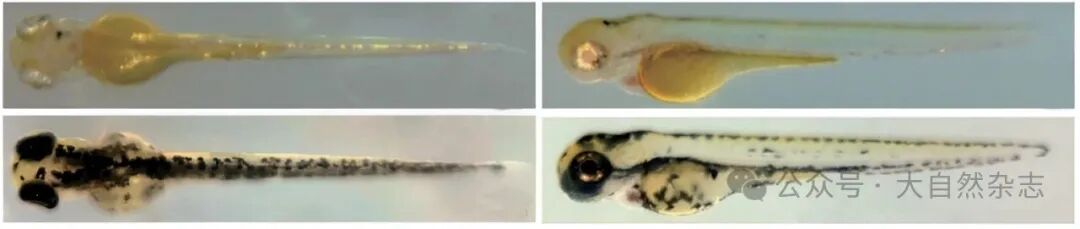 696a33635891a.jpg 696a33635891a.jpg